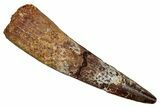 Fossil Spinosaurus Tooth - Real Dinosaur Tooth #344864-1